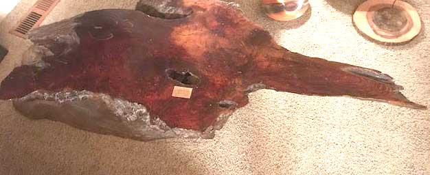 Chris Springer's Burl Table prize in 1975